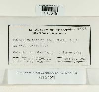 Melastiza chateri image