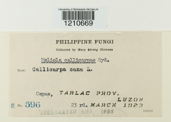 Meliola callicarpae image