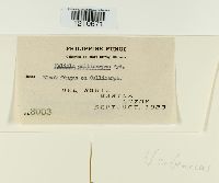 Meliola callicarpae image