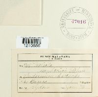 thumbnail image of current specimen