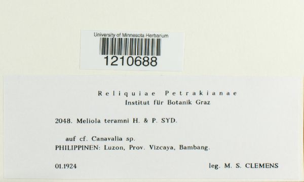 Meliola teramni image