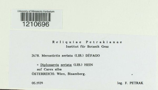 Diplonaevia seriata image