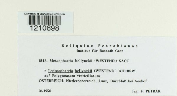 Metasphaeria bellynckii image