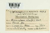 Erysiphe penicillata image