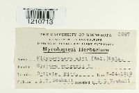 Erysiphe penicillata image