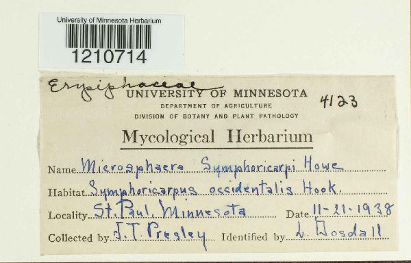 Microsphaera symphoricarpi image