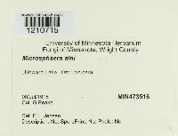 Erysiphe penicillata image