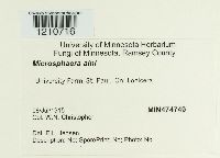 Erysiphe penicillata image