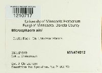 Erysiphe penicillata image