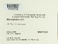 Erysiphe penicillata image