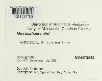 Erysiphe penicillata image