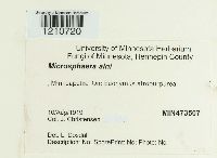 Erysiphe penicillata image