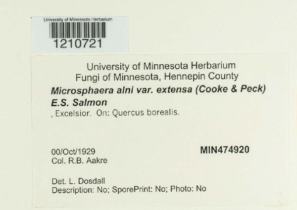 Erysiphe extensa image