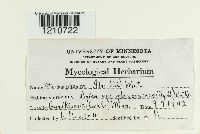 Erysiphe penicillata image