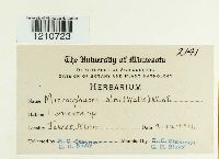 Erysiphe penicillata image