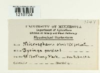 Erysiphe penicillata image