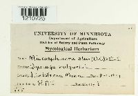 Erysiphe penicillata image