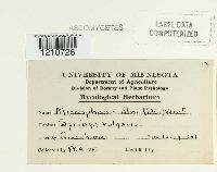 Erysiphe penicillata image