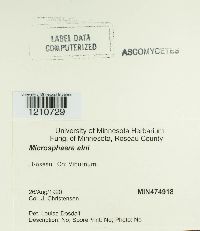 Erysiphe penicillata image