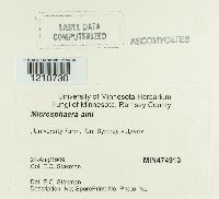 Erysiphe penicillata image