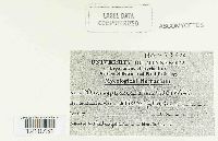 Erysiphe penicillata image