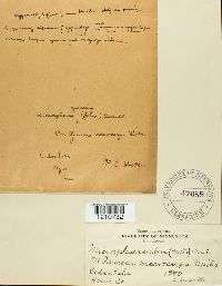 Erysiphe penicillata image