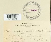 Erysiphe penicillata image