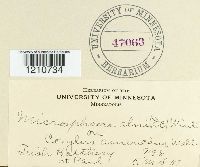 Erysiphe penicillata image