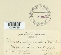 Erysiphe penicillata image