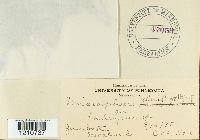 Erysiphe penicillata image