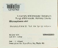 Erysiphe penicillata image