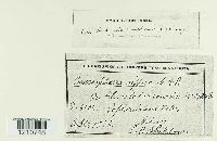 Microsphaera diffusa image