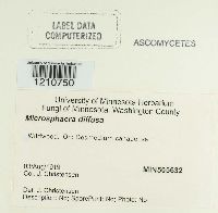 Microsphaera diffusa image