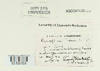 Microsphaera diffusa image