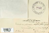 Microsphaera diffusa image