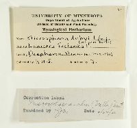 Erysiphe penicillata image