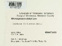 Erysiphe penicillata image