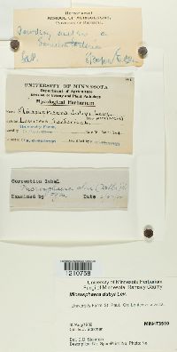 Erysiphe penicillata image