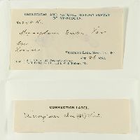 Microsphaera dubyi image