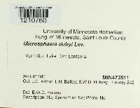 Microsphaera dubyi image