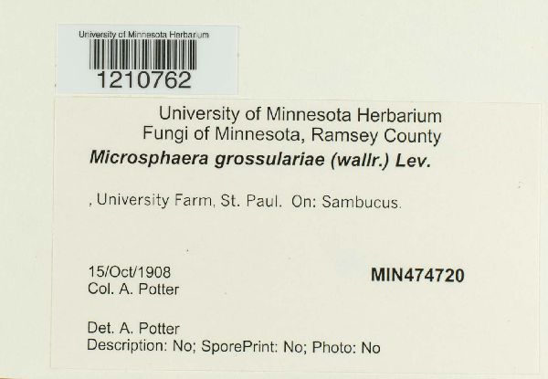 Microsphaera grossulariae image