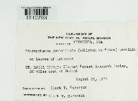 Erysiphe penicillata image