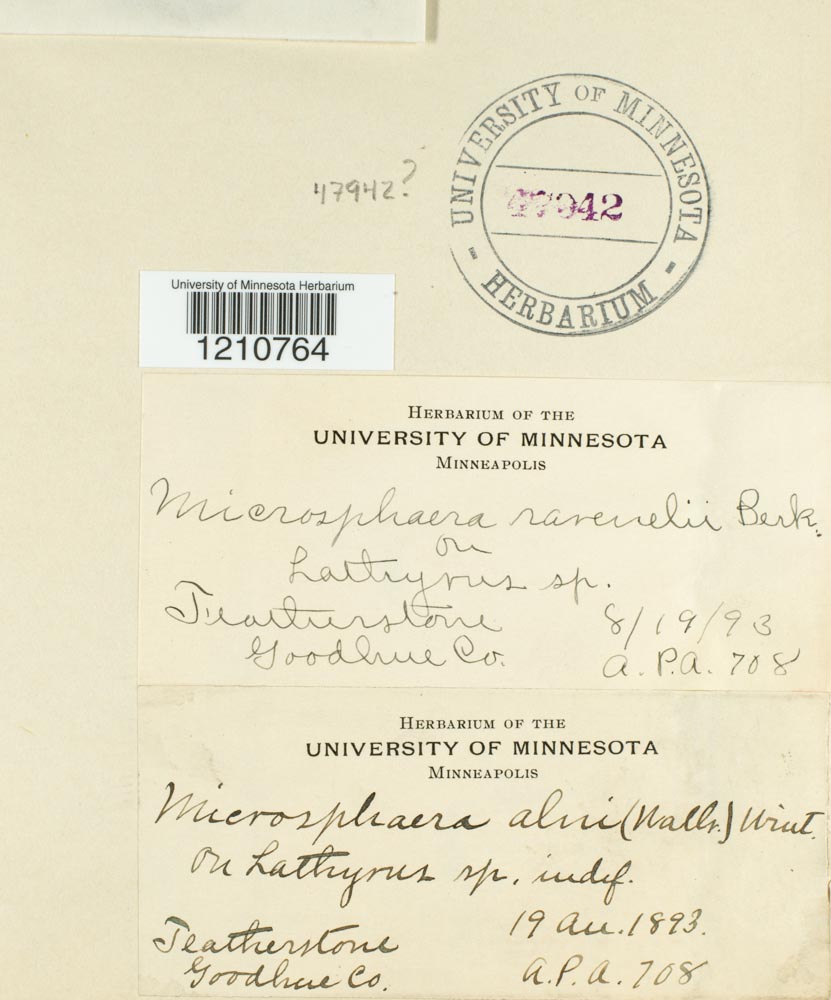 Microsphaera ravenelii image