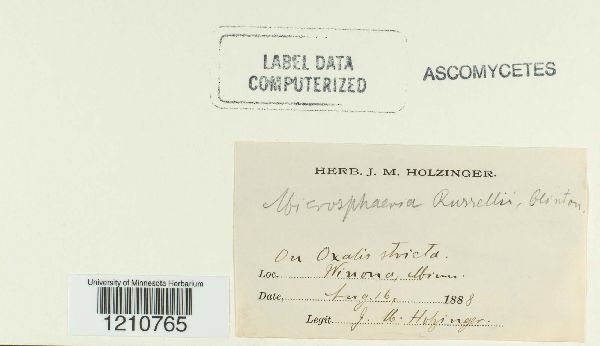 Erysiphe russellii image