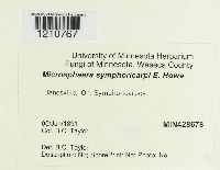 Microsphaera symphoricarpi image