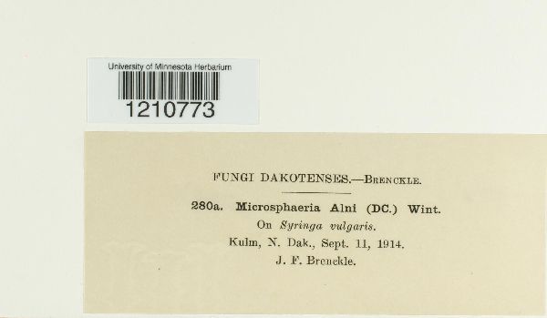 Erysiphe penicillata image