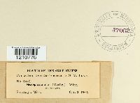 Erysiphe penicillata image