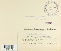 Erysiphe penicillata image