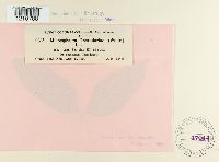 Microsphaera grossulariae image