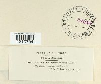 Microsphaera symphoricarpi image